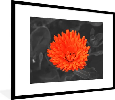 Produktbild von MuchoWow® Gerahmtes Poster Blumen - Orange - Schwarz - Weiß 80x60 cm - Poster mit Schwarzem Bilderrahmen Wandposter Rahmen Foto Bilder - Schlafzimmer-Dekorationen - Fotoposter