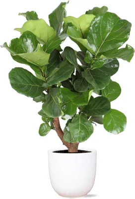 Imagen del producto de Ficus lyrata (con maceta) de 24 cm de diámetro, en maceta de cerámica blanca