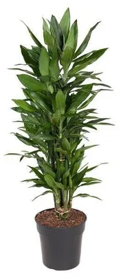 Imagen del producto de Dracaena Janet Lind, diámetro 27 cm, altura 110 cm