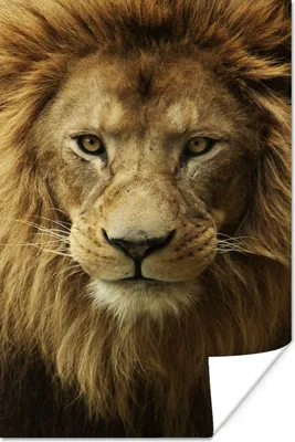 Produktbild von MuchoWow® Poster Porträt - Afrika - Löwe 40x60 cm - Plakate für die Wand - Poster Babyzimmer