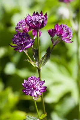 Produktbild von Astrantia major, Sterndolde, rosa, ca. 9x9 cm Topf