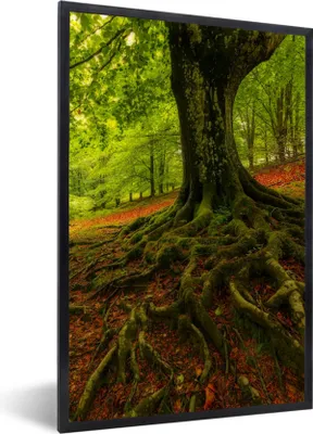 Produktbild von MuchoWow® Gerahmtes Poster Baum - Wald - Herbstblätter 60x90 cm - Poster mit Schwarzem Bilderrahmen Wandposter Rahmen Foto Bilder - Kunst