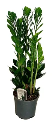Produktbild von Glücksfeder Zamioculcas 85cm Zimmerpflanze