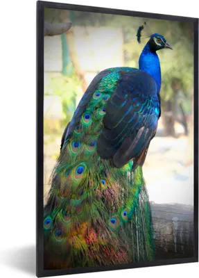 Produktbild von MuchoWow® MuchoWow® Gerahmtes Poster Tiere - Pfau - Federn 40x60 cm - Poster mit zchwarzem Bilderrahmen - Papierdruck - Wandbilder