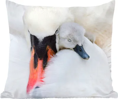 Produktbild von MuchoWow® Zierkissen Sofakissen Wohnzimmer Dekokissen 60x60 cm Nahaufnahme eines Schwans mit Jungen - Sitzfläche - Foto Polster