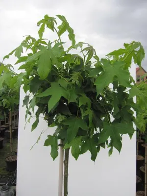 Produktbild von Hochstamm Kugel-Amberbaum Oconee - Liquidambar styraciflua - Stamm 125cm + Krone