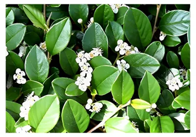 Produktbild von 10 x Cotoneaster dammeri 'Radicans' - Winterhart und immergrün - schnellwachsend - bienenfreundlich