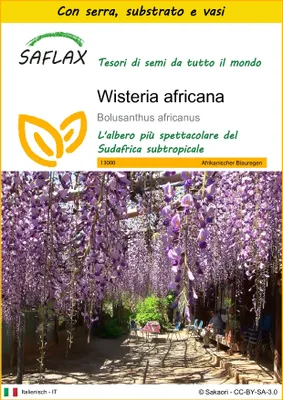 Immagine prodotto di SAFLAX Insieme di coltivazione - Wisteria africana - 15 semi - Bolusanthus