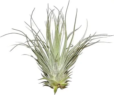 Produktbild von 3 Stück Tillandsia tectorum, Tillandsien für Terrarien, Aufsitzerpflanzen