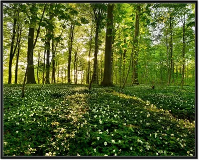 Produktbild von Wallario Wandbild Waldanemonen und Sonnenstrahlen im Wald, Größe: 40,30 x 50,30 cm, Poster mit schwarzem Aluminiumrahmen