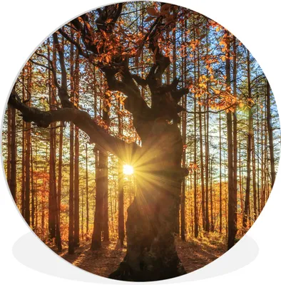 Produktbild von MuchoWow® Rundes Wandbild - Runde Bilder Herbst - Sonne - Baum Ø 60 cm Kreis Wanddekoration Kunststoff - Wandkreis - Wandschmuck - Wand Kreis - Das Schlafzimmer - Die Bilder - Wandmalerei - Kunst für das Haus - das Plastik