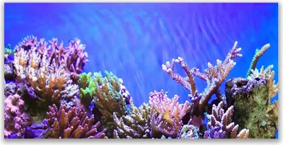 Produktbild von Tulup Leinwand-Bilder 120x60 Wandbild Canvas Kunstdruck Korallenriff Natur