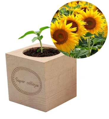 Image de Ecocube et Zonnebloem : des idées cadeaux originales