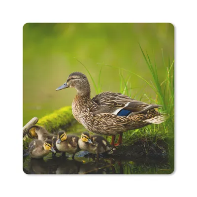 Produktbild von MuchoWow® Mauspad Mousepad Ente - Vögel - Wasser - Zweig - Moos 30x30 cm - Mousepads - Maus Mat - Pad - Mausunterlage - Gaming