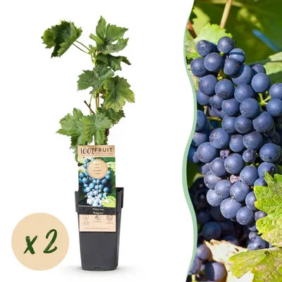 Immagine prodotto di Pianta da frutto - Uva blu - Vitis vinifera Regent - 2 piante - 40-50cm - Ø15cm - Pianta da giardino