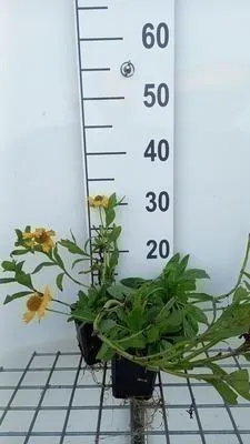 Productafbeelding van 6 x Helenium aut. 'Pumilum Magnificum' - Zonnebloemvaren - Pot van 9 x 9 cm