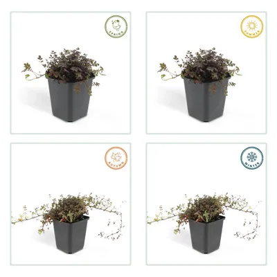 Image de Couvre-sol - Acaena microph. 'Kupferteppich' - Pot 9cm - 12 Plantes