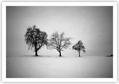 Produktbild von Poster - Poster ohne Rahmen - Winter Bäume Schnee - 100x70 cm - Wand Bild - Wanddeko - Wandbilder - Kunstposter - Wandposter - Bilder - Kunstdruck - Wanddekoration - Wandbild - P2XAA100x70-4958