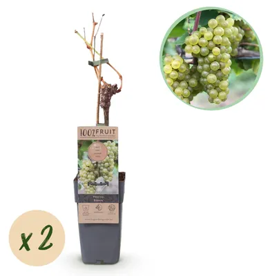 Immagine prodotto di Vitis vinifera "Bianca" - Uva bianca - Vaso da 15 cm - circa 50 cm di altezza - Set da 2