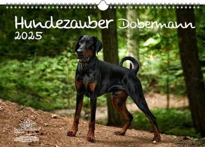Produktbild von Hundezauber Dobermann DIN A3 Kalender für 2025 Welpen und Hunde - Seelenzauber