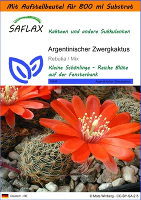 Produktbild von SAFLAX - Garden in the Bag - Kakteen - Argentinischer Zwergkaktus - 40 Samen - Mit Anzuchtsubstrat im praktischen, selbst aufstellenden Beutel - Rebutia Mix