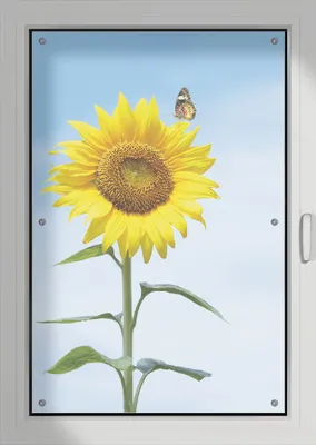 Produktbild von Wallario Lichtschutzbild, Dekorativer Sichtschutz Sonnenschutz 76 x 115 cm mit Motiv: Sonnenblume mit Schmetterling - Verdunklung ohne Bohren