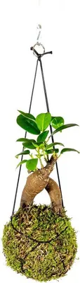 Obrázok produktu pre Gardners Kokedama Ficus Microcarpa ženšen (L)