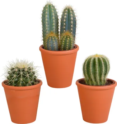 Produktbild von Kaktus-Mix 8.5 Cm