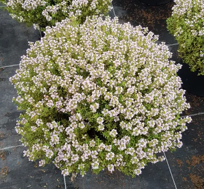 Image de Thymus vulgaris / Thym de Provence
