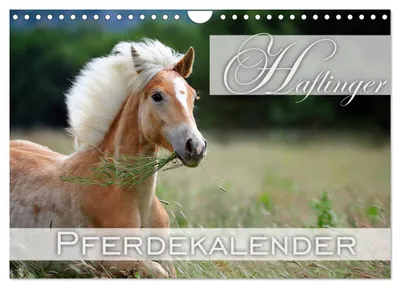 Produktbild von Haflinger / Geburtstagskalender (Wandkalender 2027 DIN A4 quer), CALVENDO Monatskalender