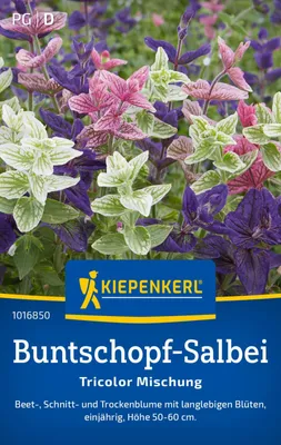 Produktbild von Kiepenkerl Buntschopf Salbeisamen Tricolor 80 Pflanzen