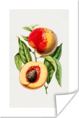Produktbild von MuchoWow® Poster Lebensmittel - Pfirsich - Obst 80x120 cm - Papierdruck