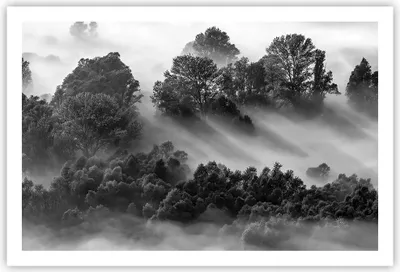 Produktbild von Poster - Poster ohne Rahmen - Schwarzweiß Bäume Nebel - 91,5x61 cm - Wand Bild - Wanddeko - Wandbilder - Kunstposter - Wandposter - Bilder - Kunstdruck - Wanddekoration - Wandbild - P2XAA91x61-4510