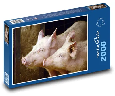 Produktbild von Puzzle 2000 Schweine auf dem Bauernhof - martinpuzzle