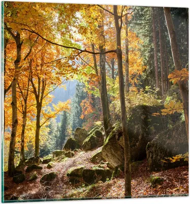 Produktbild von Bilder auf glas - Herbst berg wald natur - 70x70cm - Glasbilder - Wandbilder - Kunstdruck - zum Aufhängen bereit - Wanddekoration aus Glas - Glas Bilder - Wandbild auf Glas - Einteilig - GAC70x70-2713
