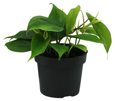 Produktbild von Philodendron Scandens - 20cm - Ø12cm - Zimmerpflanze - Immergrün