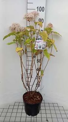 Obrázek produktu pro Hortenzie arb. candybelle Bubblegum'® - hortenzie 40- 50 cm Kontejner