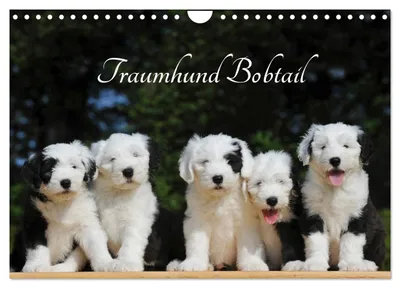 Produktbild von Traumhund Bobtail (Wandkalender 2027 DIN A4 quer), CALVENDO Monatskalender