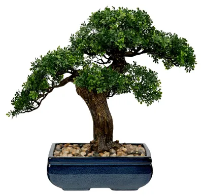 Produktbild von Künstlicher Bonsai Baum – 41 cm Grüner Podocarpus im Keramiktopf – Pflegeleichte Kunstpflanze für Wohnzimmer, Büro und Dekoration
