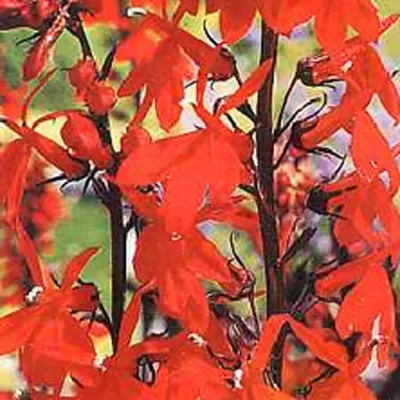 Obrázek produktu pro 6 x Lobelia - Lobelia 'Queen Victoria' | 9 cm x 9 cm květináč