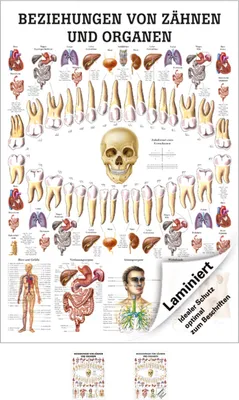 Produktbild von Beziehungen von Zähnen und Organen Mini-Poster Anatomie 34x24 cm med. Lehrmittel