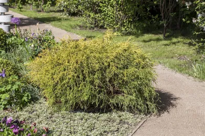Produktbild von Chamaecyparis pisifera 'Filifera Aurea Nana', gelbgrün, 20–30 cm