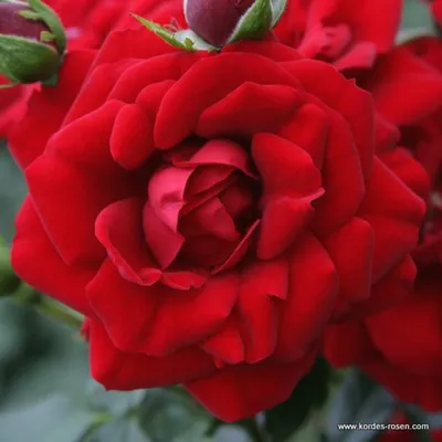 Produktbild von Rosa  - Kletternde Rose Kordes - Rosa 'Amadeus'®