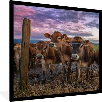 Produktbild von MuchoWow® MuchoWow® Gerahmtes Poster Kuh - Zaun - Gras 40x40 cm - Poster mit zchwarzem Bilderrahmen - Mit Rahmen - Wanddekoration Schlafzimmer