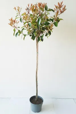 Produktbild von Photinia fraseri 'Red Robin", Glanzmispel-Stämmchen, Höhe: 120-130 cm