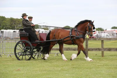 Produktbild von Zilco Empathy Einspännergeschirr "Perfect Comfort" Pony