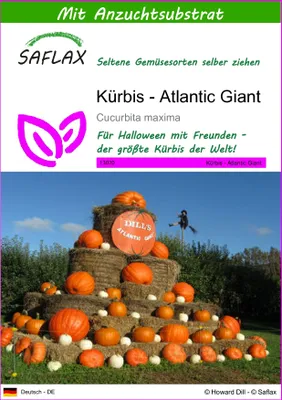 Produktbild von SAFLAX - Kürbis - Atlantic Giant - 7 Samen - Mit keimfreiem Anzuchtsubstrat - Cucurbita maxima