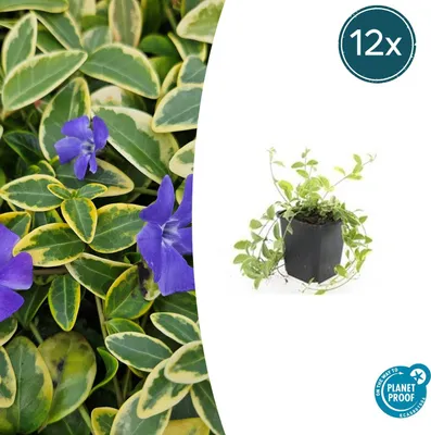 Zdjęcie produktu dla Vinca minor 'Aureovariegata' | 12 sztuk - 10-25cm - Ø9cm - Roślina ogrodowa