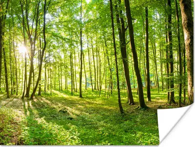 Produktbild von MuchoWow® Poster Natur - Bäume - Wald - Grün - Sonnenlicht 160x120 cm - Foto Plakat