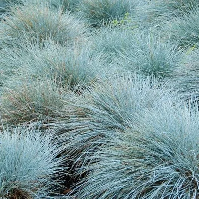 Immagine prodotto di 6 x Festuca blu - Festuca glauca 'Elijah Blue' | vaso 9cm x 9cm
